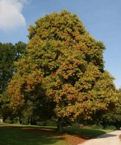 Roots Plants Tulip Tree | Liriodendron Tulipifera