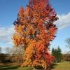 Roots Plants Trees & Shrubs Sweetgum Tree | Liquidambar Styraciflua