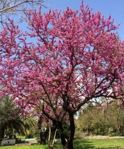 Roots Plants Judas Tree | Cercis Siliquastrum