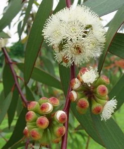Roots Plants Snow Gum Tree | Eucalyptus Pauciflora 'Niphophila' Trees & Shrubs 12 Roots Plants Snow Gum Tree | Eucalyptus Pauciflora 'Niphophila' Trees & Shrubs