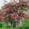 Roots Plants Red Hawthorn Tree | Crataegus Laevigata 'Paul's Scarlet' Trees & Shrubs 2 Roots Plants Red Hawthorn Tree | Crataegus Laevigata 'Paul's Scarlet' Trees & Shrubs