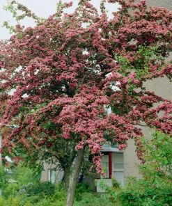 Roots Plants Red Hawthorn Tree | Crataegus Laevigata'Paul's Scarlet' Trees & Shrubs