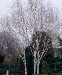 Roots Plants Himalayan Birch Tree | Betula Utilis Jacquemontii