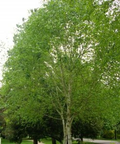 Roots Plants Himalayan Birch Tree | Betula Utilis Jacquemontii