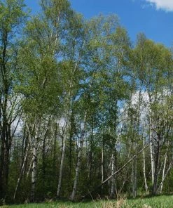 Roots Plants Paper Birch Tree | Betula Papyrifera Trees & Shrubs