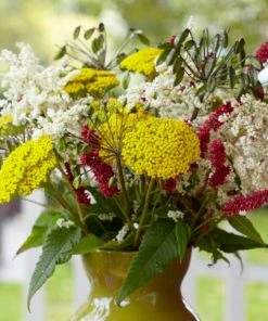 Roots Plants Achillea 'Cloth Of Gold' Perennials