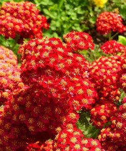 Roots Plants Achillea 'Strawberry Seduction' | 10.5cm Pot Perennials