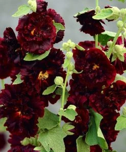 Roots Plants Hollyhock 'Chater's Maroon' | Alcea | 1L Pot Perennials
