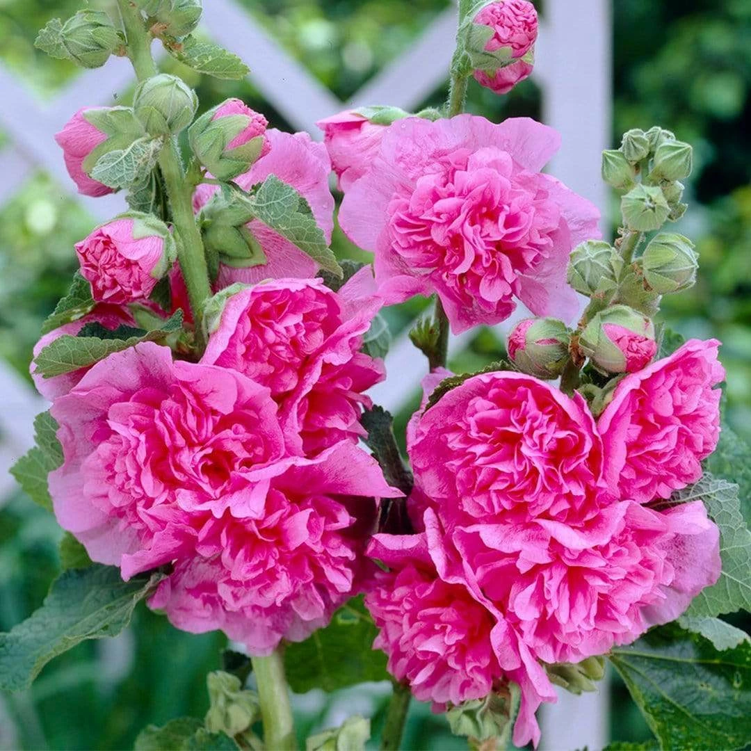 Roots Plants Hollyhock 'Chater's Rose' | Alcea | 1L Pot Perennials 3 Roots Plants Hollyhock 'Chater's Rose' | Alcea | 1L Pot Perennials