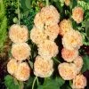Roots Plants Hollyhock 'Chater's Salmon Pink' | Alcea | 1L Pot Perennials