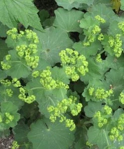 Roots Plants Alchemilla 'Irish Silk' | 10.5cm Pot Perennials