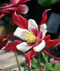 Roots Plants Aquilegia 'Red Hobbit' | 10.5cm Pot