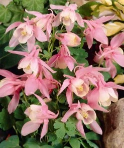 Roots Plants Aquilegia 'Spring Magic Rose & White' Perennials