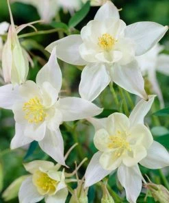 Roots Plants Aquilegia 'Spring Magic White'
