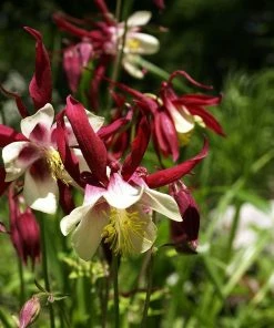 Roots Plants Aquilegia 'William Guiness'