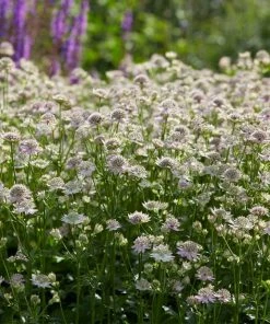 Roots Plants Astrantia 'Florence' Perennials 7 Roots Plants Astrantia 'Florence' Perennials