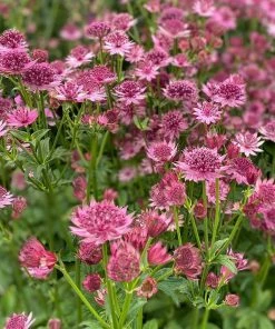 Roots Plants Perennials Astrantia 'Roma' 6 Roots Plants Perennials Astrantia 'Roma'