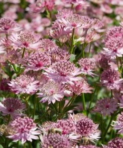Roots Plants Perennials Astrantia 'Roma' 7 Roots Plants Perennials Astrantia 'Roma'