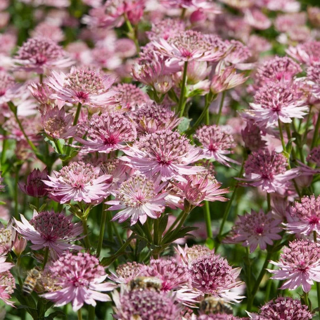 Roots Plants Perennials Astrantia 'Roma' 5 Roots Plants Perennials Astrantia 'Roma'