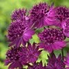 Roots Plants Astrantia 'Venice' | 1L Pot Perennials