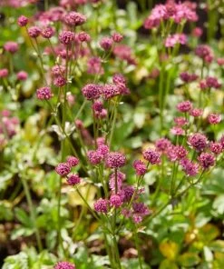 Roots Plants Astrantia 'Venice' | 1L Pot Perennials