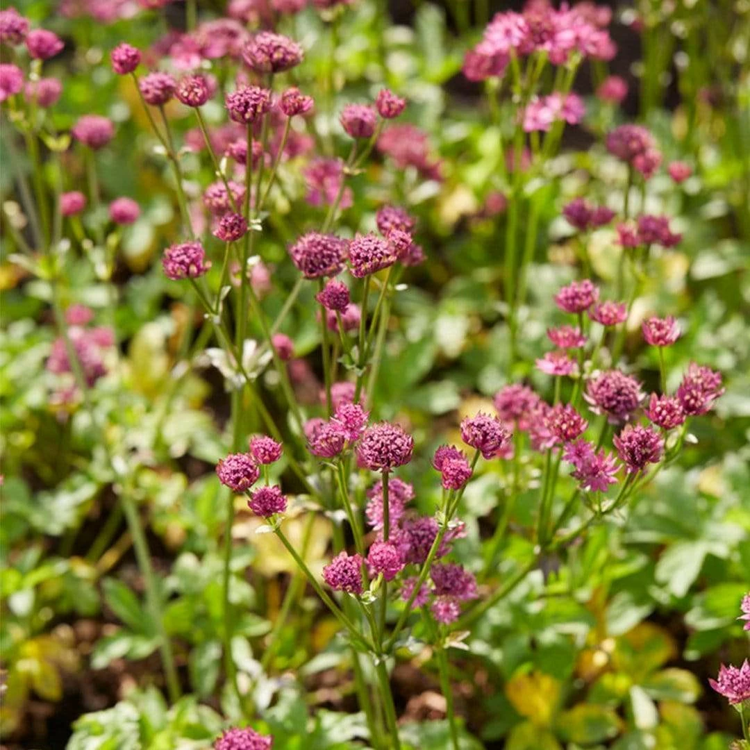 Roots Plants Astrantia 'Venice' | 1L Pot Perennials 4 Roots Plants Astrantia 'Venice' | 1L Pot Perennials