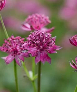 Roots Plants Astrantia 'Venice' | 1L Pot Perennials 7 Roots Plants Astrantia 'Venice' | 1L Pot Perennials