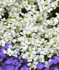 Roots Plants Aubrieta 'Regado White' | 2L Pot Perennials