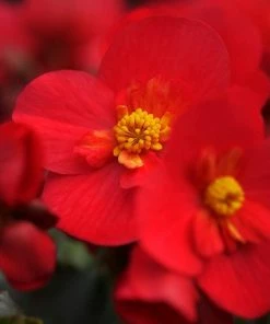 Roots Plants Begonia 'MacaRouge' | 1L Pot