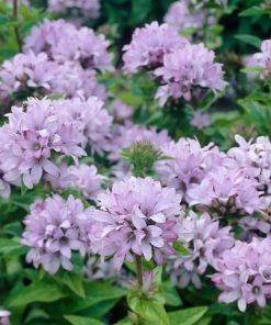 Roots Plants Campanula 'Caroline' Perennials