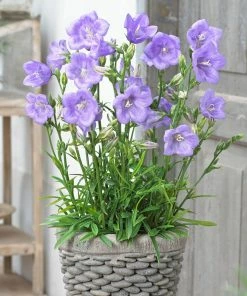 Roots Plants Perennials Campanula 'Takion Blue'