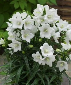 Roots Plants Campanula 'Takion White'