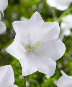 Roots Plants Campanula 'Takion White'