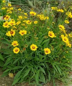 Roots Plants Coreopsis Lanceolata 'Sterntaler' Perennials