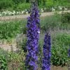 Roots Plants Delphinium 'Black Knight' | 10.5cm Pot Perennials