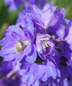 Roots Plants Delphinium 'Faust' | 1L Pot Perennials 7 Roots Plants Delphinium 'Faust' | 1L Pot Perennials