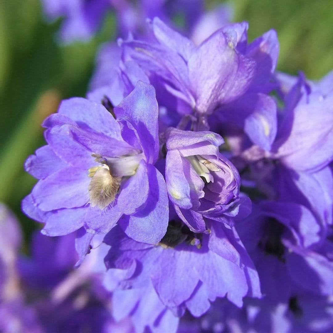 Roots Plants Delphinium 'Faust' | 1L Pot Perennials 5 Roots Plants Delphinium 'Faust' | 1L Pot Perennials