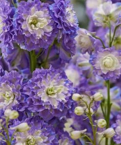 Roots Plants Delphinium Highlander Collection | 4 X 1L Pots