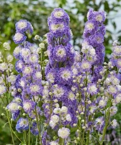 Roots Plants Delphinium 'Highlander Bolero' | 1L Pot