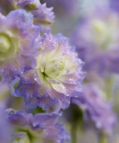 Roots Plants Delphinium 'Highlander Bolero' | 1L Pot