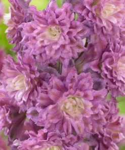 Roots Plants Delphinium'Highlander Flamenco' | 1L Pot Perennials