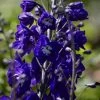 Roots Plants Delphinium 'King Arthur' | 10.5cm Pot