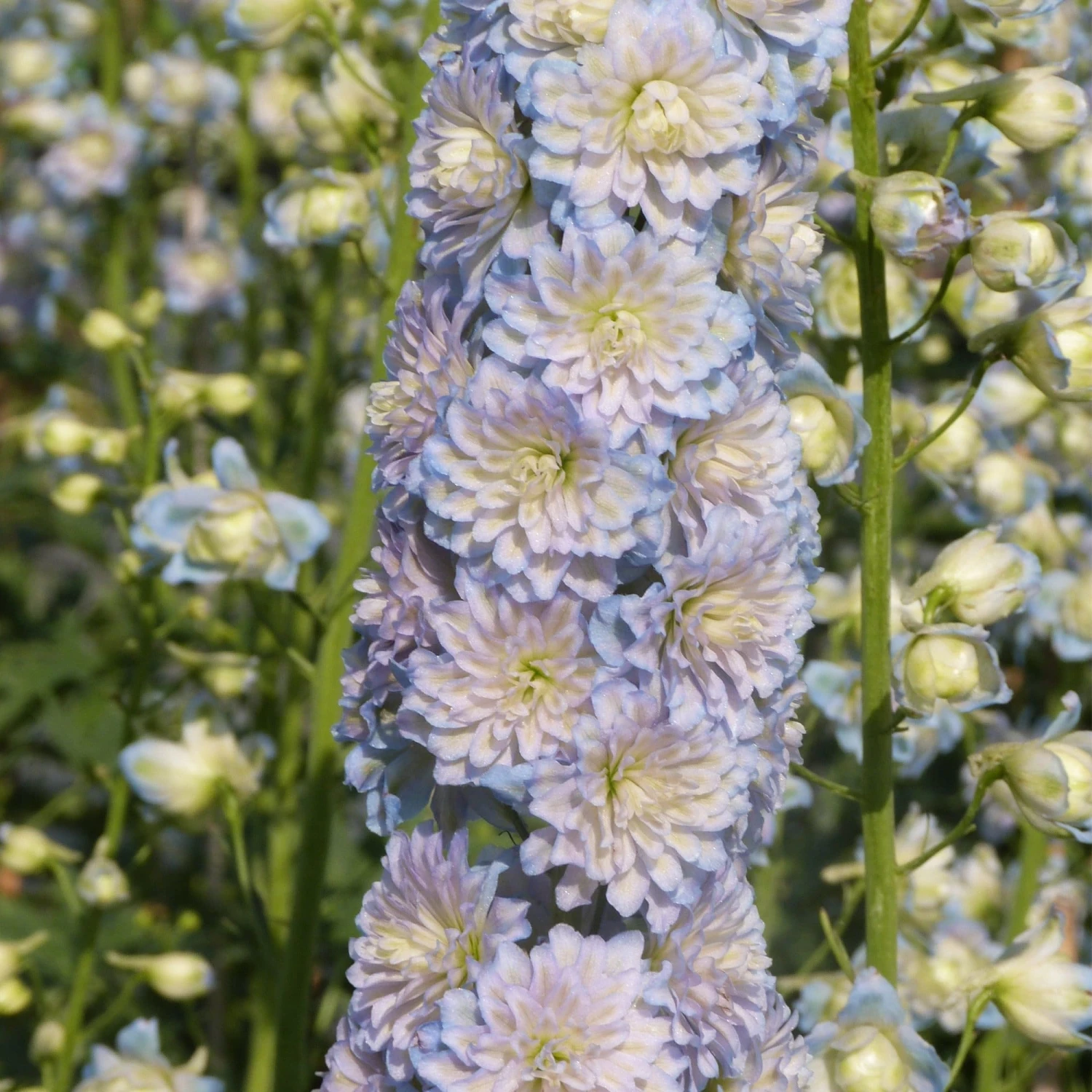 Roots Plants Delphinium 'Moonlight' | 1L Pot 3 Roots Plants Delphinium 'Moonlight' | 1L Pot