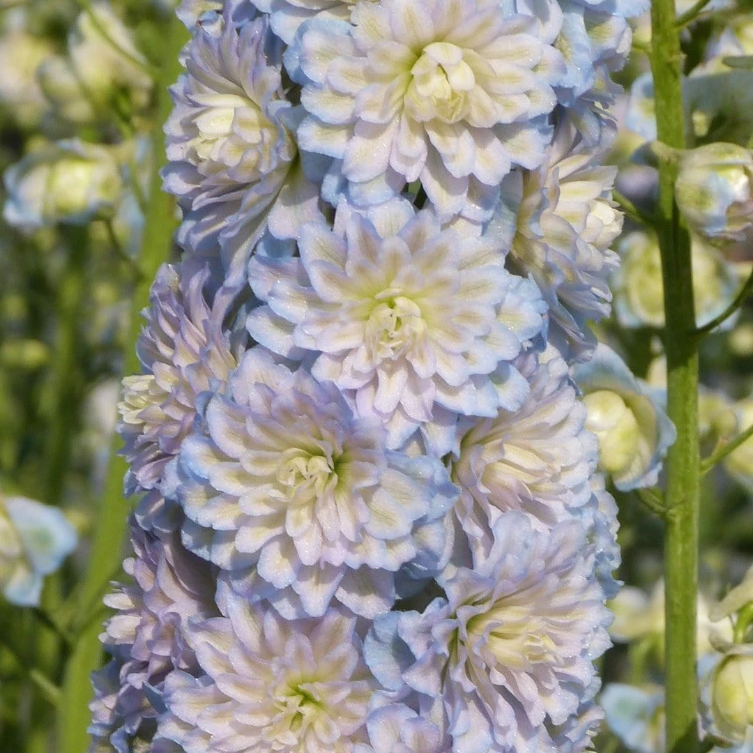 Roots Plants Delphinium 'Moonlight' | 1L Pot 4 Roots Plants Delphinium 'Moonlight' | 1L Pot