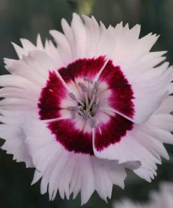 Roots Plants Perennials Dianthus Cocktail Collection | 4 X 2L Pot