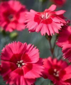 Roots Plants Perennials Dianthus Cocktail Collection | 4 X 2L Pot