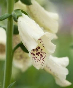 Roots Plants Perennials Foxglove 'Dalmatian Cream' | Digitalis