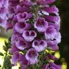 Roots Plants Perennials 50cm Foxglove Dalmatian 'Purple' | Digitalis | 5L Pot