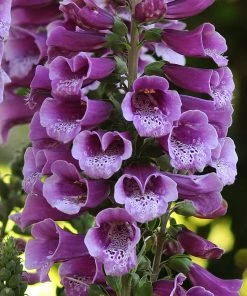 Roots Plants Perennials 50cm Foxglove Dalmatian 'Purple' | Digitalis | 5L Pot
