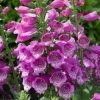 Roots Plants Perennials Foxglove 'Dalmatian Rose' | Digitalis
